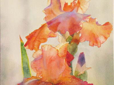 Orange Iris by David Drummond